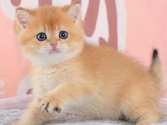 -爱诺耐芙动物医院(万博店)