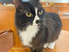 -有猫主题·治愈系猫咖(曾厝垵店)