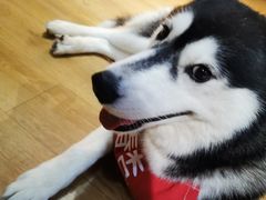 -Husky Go! 哈士奇体验馆·宠物咖啡厅狗咖