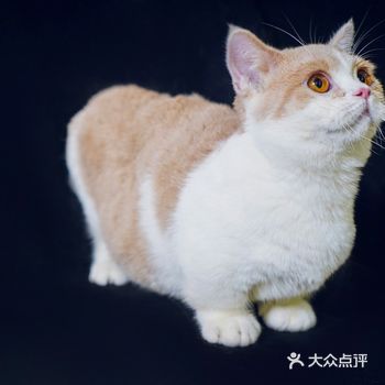 我家小猫咪宝贝就是这里挑出来的