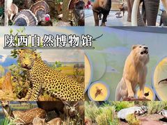 -陕西历史博物馆