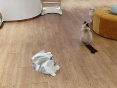 -1013 PET SHOP精品宠物商店(丁香店)