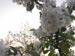 -嘉定紫藤园