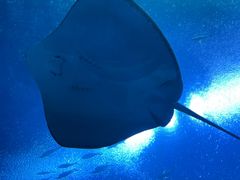 -珠海长隆海洋王国