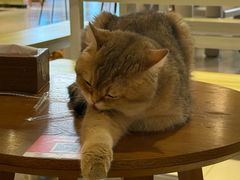 -藏猫猫咖啡主题馆(中央大道店)