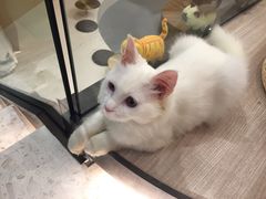 -飞行喵MR PILOT|猫舍·猫咖(静安大融城店)