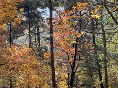 -阳台山自然风景区