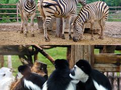 -济南野生动物世界