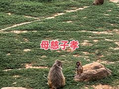 -石家庄市动物园