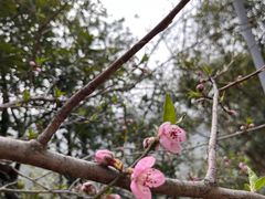 -桃花岭景区