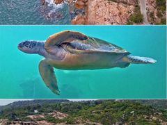 -广东惠东海龟国家级自然保护区