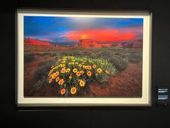 -罗红摄影艺术馆