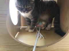 -喵店&猫咖