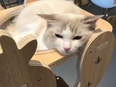 -飞行喵MR PILOT|猫舍·猫咖(静安大融城店)