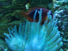 -太平洋海底世界