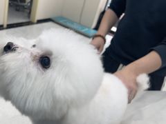 -安安宠医宠物医院·异宠·犬猫内科(岳阳分院)