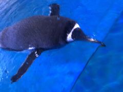 -海合安青岛极地海洋公园