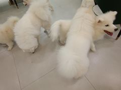-安格丽娜·狗咖·猫咖羊驼咖(春熙路百盛商场店)