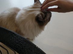-飞行喵MR PILOT|猫舍·猫咖(静安大融城店)