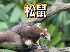 -上海野生动物园
