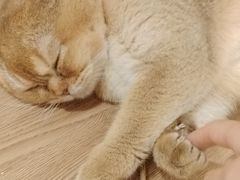 -楼上猫咖(罗湖店)