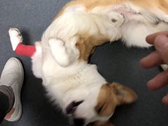 -爱侣宠医·鹦鹉专科·小型哺乳类·异宠专科(灵石路店)