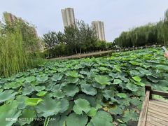-南翠屏公园
