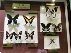 -上海昆虫博物馆