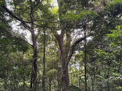 -七仙岭温泉国家森林公园