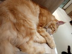 -藏猫猫咖啡主题馆(中央大道店)