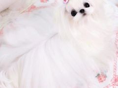 -萌宠之家·腊肠犬·马尔泰·小体犬舍