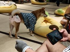 -逗柴咖啡屋·狗咖猫咖宠物桌游