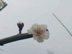 -香雪海