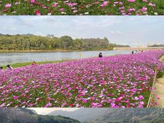 -黄山鲁森林公园