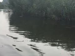 -白洋淀景区