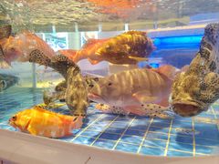 -金苑海鲜酒家(来魅力店)