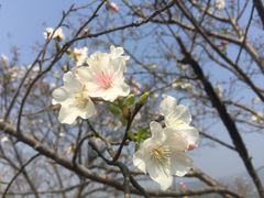 -天适樱花悠乐园