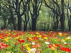 -上海共青森林公园