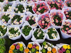 -桂林市花鸟市场