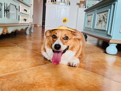 -爱佳宠物中心医院·骨外科·猫专科·急重症(瑶海万达店)