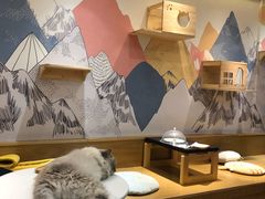 -滚猫咖啡·猫咖·猫友好撸猫(未来城店)