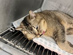 -派特宠物医院(圆融广场店)