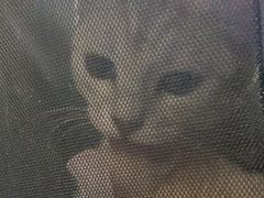 -佑安动物医院·全科·内窥镜中心(幸福巷店)