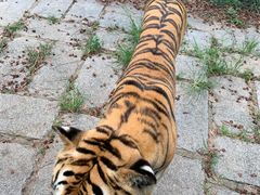 -深圳野生动物园