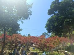 -广州市帽峰山景区