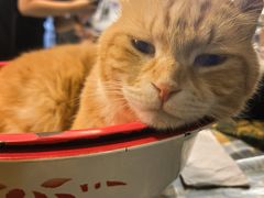-平行世界·猫咖(首经贸店)