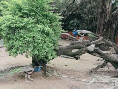 -广州长隆飞鸟乐园