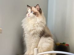 -欣宠猫屋·矮脚拿破仑·蓝金金渐层