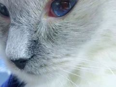 -喵的天空名猫咖啡馆·撸猫·猫舍·用品
