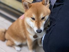 -柴犬高等学院·狗咖·柴犬售卖·宠物训练